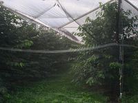 Bäume unter Regendach und Netz